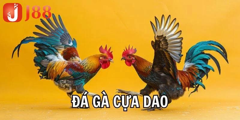 Đá gà cựa dao - Nghệ thuật so tài siêu đã của các chiến kê!