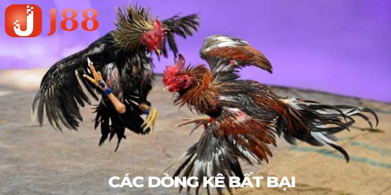 Điểm danh những chiến kê đẳng cấp trong đá gà cựa dao