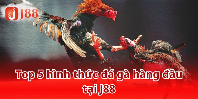 Hướng dẫn tân thủ tham gia đá gà J88 từ A-Z