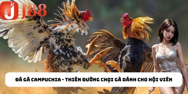 Các cửa cược cơ bản trong đá gà Campuchia