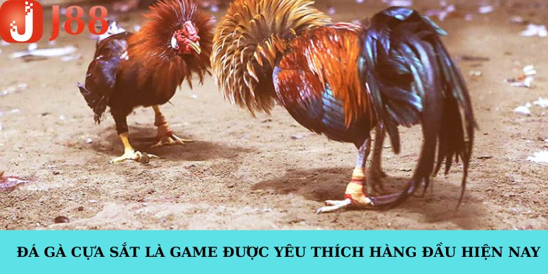 Tham gia game đá gà cựa sắt tại J88 với nhiều ưu điểm
