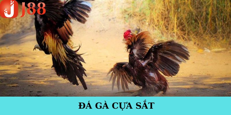 Đá Gà Cựa Sắt J88 - Trải Nghiệm Độc Đáo Và Hấp Dẫn Nhất 2025
