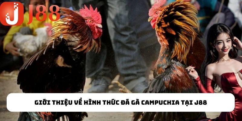 Luật chơi đá gà Campuchia chuẩn xác nhất
